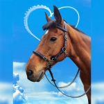 Bespoke - Build A Calli Hackamore Bitless Bridle & Reins